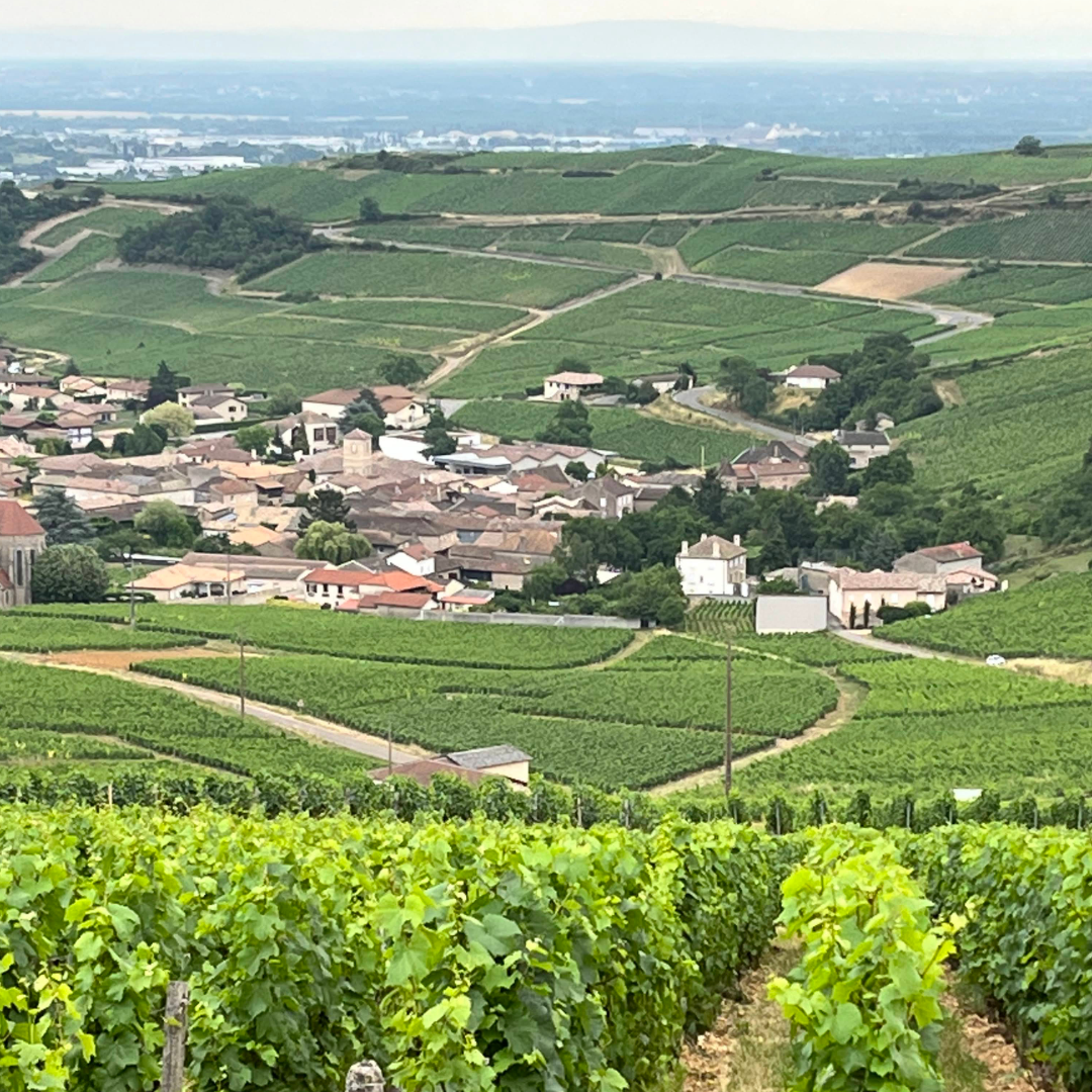 View of vineyards and French countryside